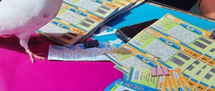 Голубь удачи на Центральном рынке Бреста