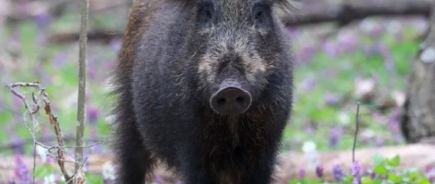 Как выжить при встрече с диким животным