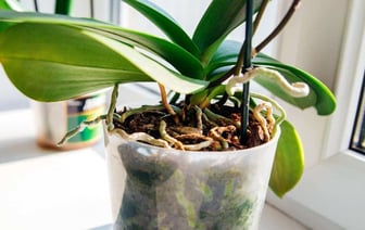Почему орхидея выпускает только листья? Вот какие 2 ингредиента «разбудят» цветоносы — Полезно