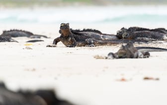 США пригрозили Турции отключением от SWIFT