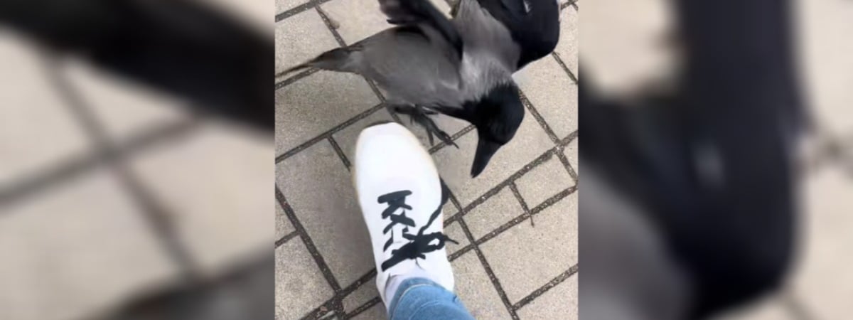 «Ты чего такая дерзкая?» — В Минске появилась птица, которая исправляет наряды прохожих — Видео