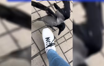 «Ты чего такая дерзкая?» — В Минске появилась птица, которая исправляет наряды прохожих — Видео