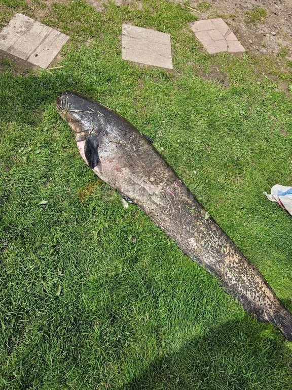 В Беларуси рыбаки словили сома-гиганта