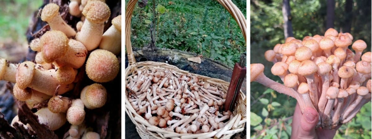 «К выходным будут хорошего размерчика» — В белорусских лесах пошли опята — Фото