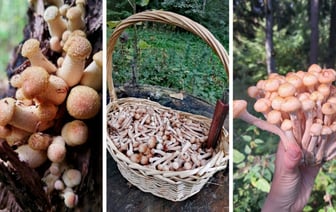 «К выходным будут хорошего размерчика» — В белорусских лесах пошли опята — Фото