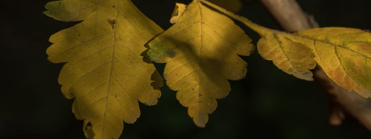 Украина предложила новую схему поставки газа в Европу