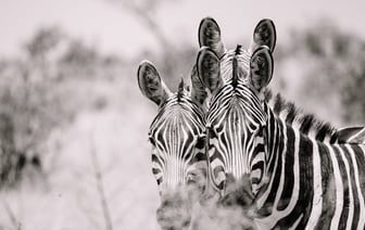 Smartpress.by вновь проводит ежегодный фотоконкурс «Дикая природа Беларуси». У авторов осталось совсем немного времени, чтобы прислать свои работы