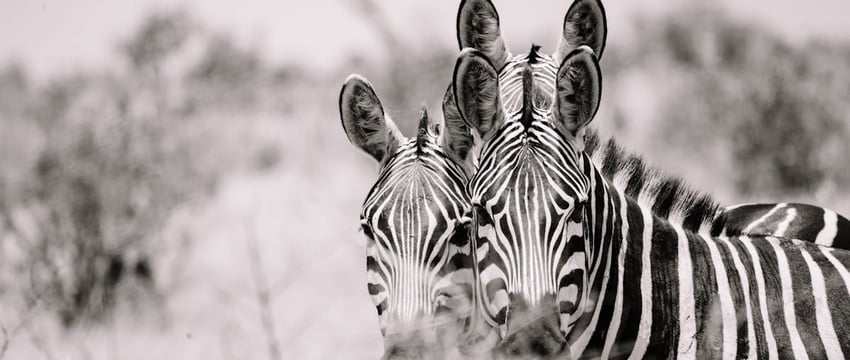 Smartpress.by вновь проводит ежегодный фотоконкурс «Дикая природа Беларуси». У авторов осталось совсем немного времени, чтобы прислать свои работы