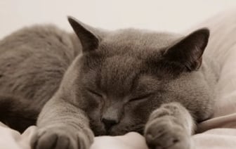 Белорус отсудил у ветклиники почти 1,8 тыс. рублей из-за операции кота