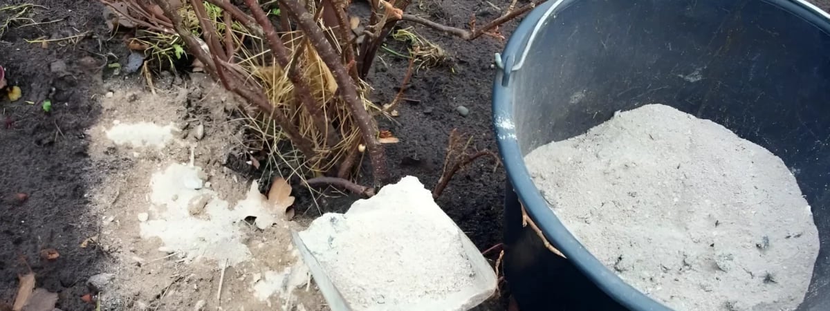 Как правильно использовать древесную золу осенью? Не все растения любят такое удобрение — Полезно