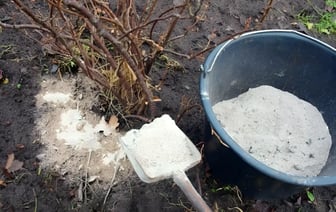 Как правильно использовать древесную золу осенью? Не все растения любят такое удобрение — Полезно