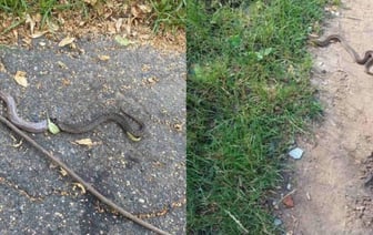 Район Борисова атакуют гадюки. Жильцы спасаются своими силами