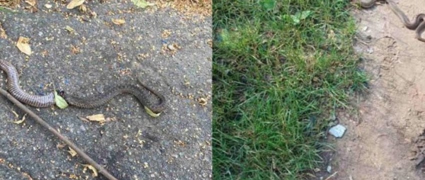 Район Борисова атакуют гадюки. Жильцы спасаются своими силами