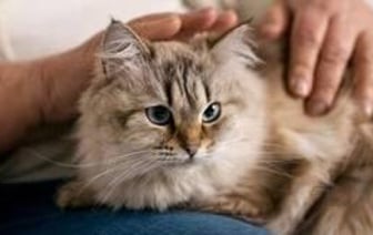 В Индии женщина подала в суд на мужа, который любил кошку больше, чем её