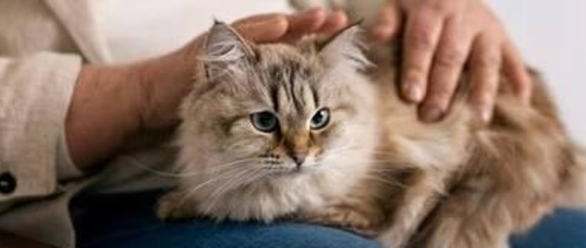 В Индии женщина подала в суд на мужа, который любил кошку больше, чем её