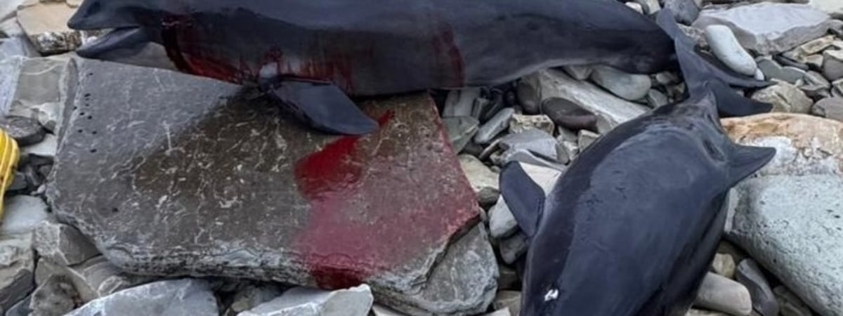 11 краснокнижных дельфинов найдены мертвыми после разлива мазута в Черном море