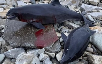 11 краснокнижных дельфинов найдены мертвыми после разлива мазута в Черном море