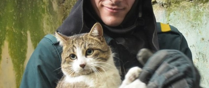 Брестские спасатели помогли коту, который застрял между бетонными плитами жилого дома