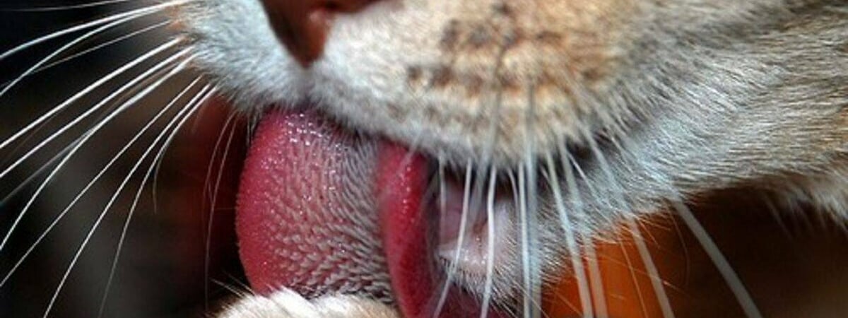 Почему у котов шершавый язык? Об этих 6 функциях полезно знать каждому хозяину — Полезно