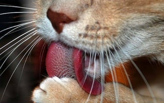 Почему у котов шершавый язык? Об этих 6 функциях полезно знать каждому хозяину — Полезно