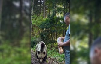 «Думают, что живут в диснеевском мультфильме» — В соцсети Х показали, почему нельзя кормить диких медведей — Видео