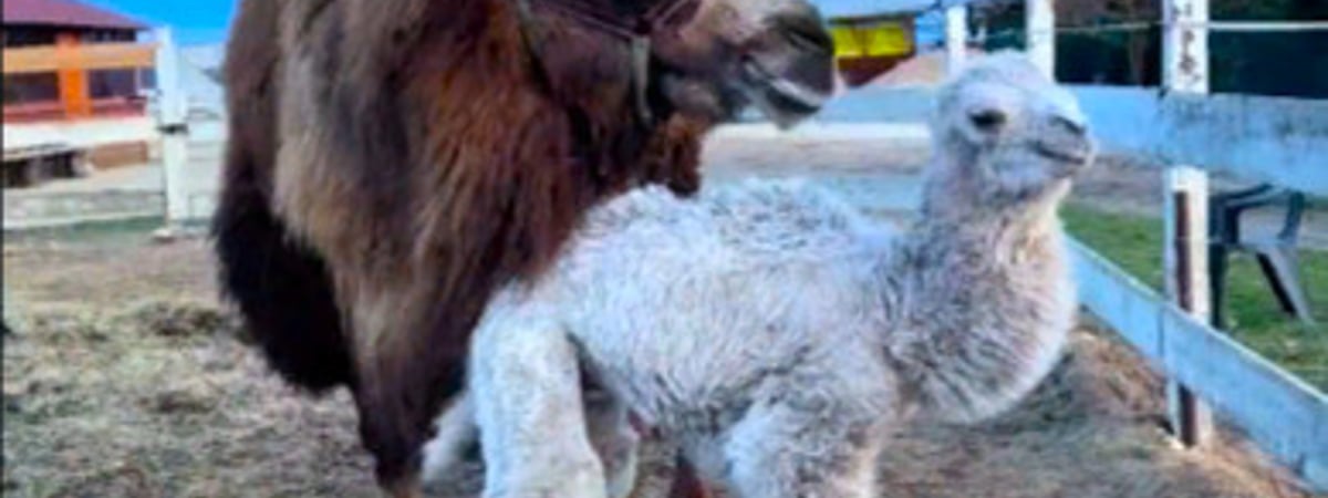 «Плачу от вида прекрасного малыша» — Белый верблюжонок из Молодечно собрал более миллиона просмотров — Видео