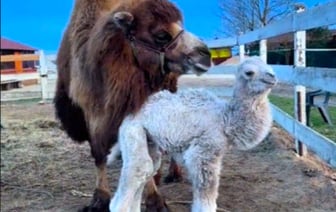 «Плачу от вида прекрасного малыша» — Белый верблюжонок из Молодечно собрал более миллиона просмотров — Видео