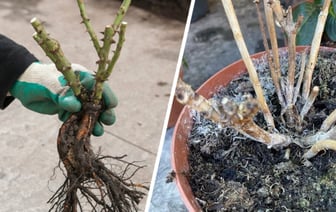 Как реанимировать сухой саженец из посылки? Нашли 2 способа, которые помогут большинству растений — Полезно