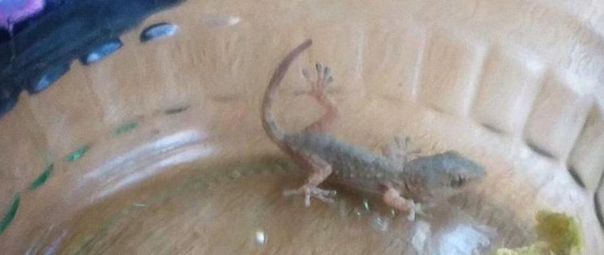 В магазине Гродно нашли ящерицу в ящике с хурмой – передали в зоопарк