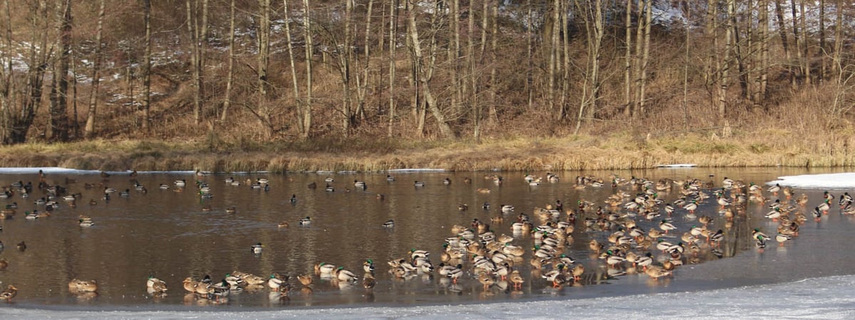 Фотофакт. Посмотрите, сколько уток собралось на водоеме