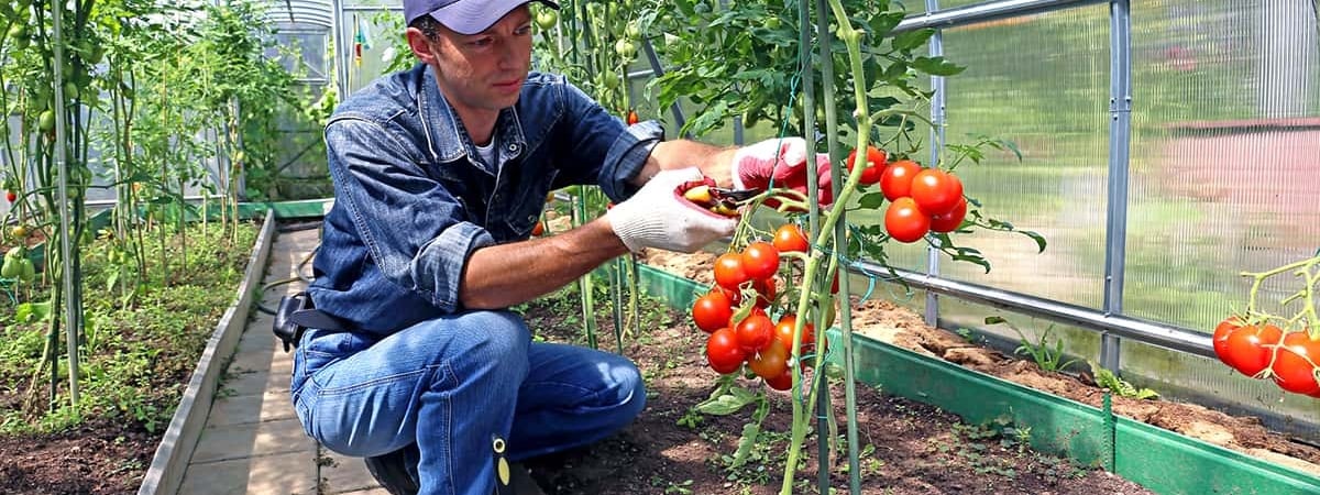 В правительстве рассказали, в каком году «обеспечат» белорусов своими зимними помидорами