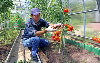 В правительстве рассказали, в каком году «обеспечат» белорусов своими зимними помидорами