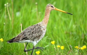 Беловежская пуща пригласила белорусов познакомиться с «птицей 2025 года». Но есть нюанс