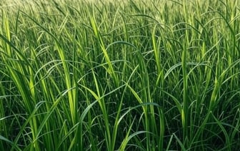 Комитетом госконтроля Брестской области начата проверка ГП «Брест-травы»