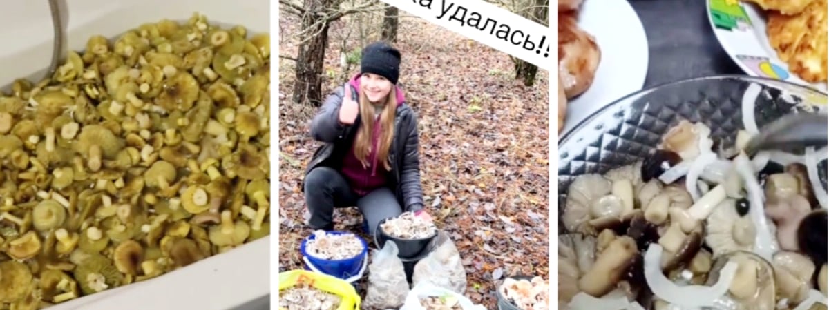 Белорусы похвастались ведрами “пищи богов”. Они признак окончания грибного сезона? — Видео