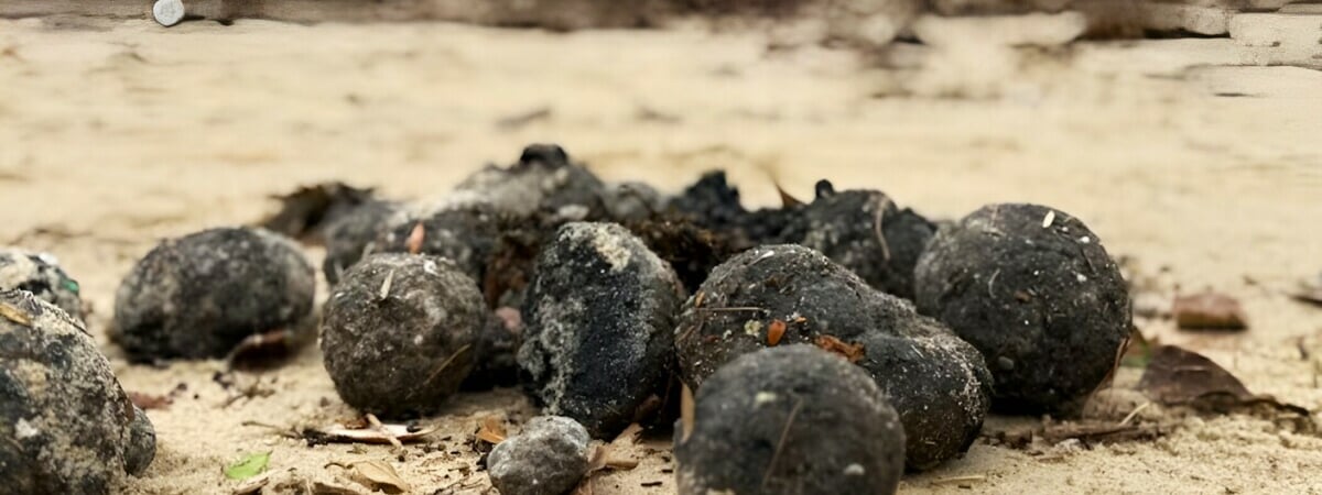 В Австралии закрыли пляжи из-за «таинственных чёрных шаров», которые выбросило на сушу