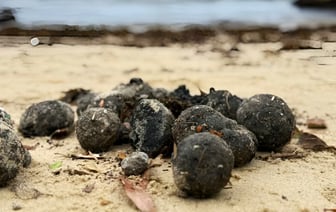В Австралии закрыли пляжи из-за «таинственных чёрных шаров», которые выбросило на сушу