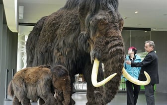 Ученые объявили о прогрессе в воскрешении мамонта