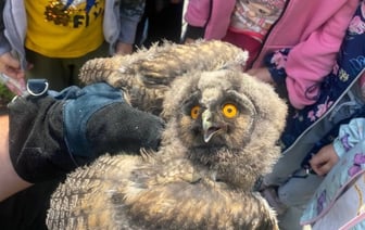 Спасение совёнка в Бресте