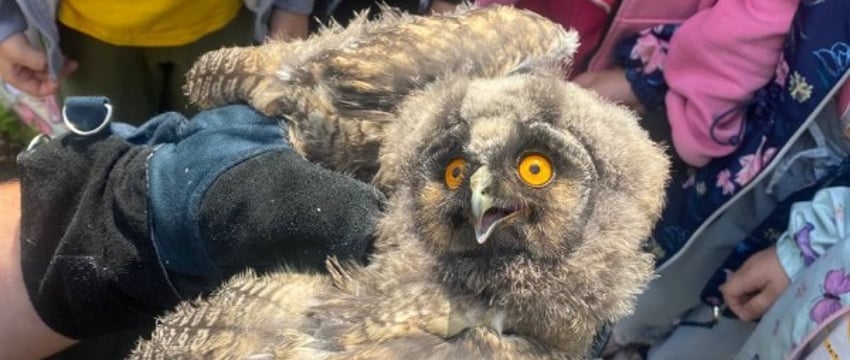 Спасение совёнка в Бресте