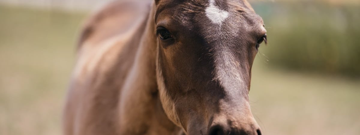 Правительство Польши обещает и дальше блокировать агроимпорт из Украины