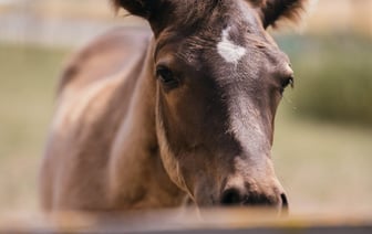 Правительство Польши обещает и дальше блокировать агроимпорт из Украины
