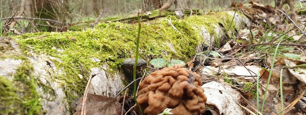 Старые выбросить. Специалисты рассказали, как белорусам избежать отравления грибами — Полезно