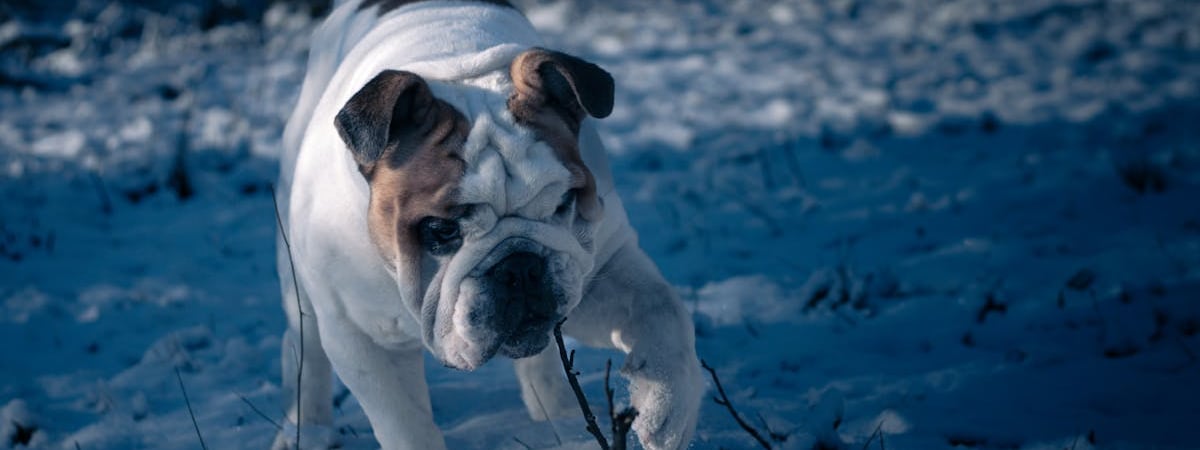 В Украине зарегистрировали первое лекарство на основе медицинского каннабиса