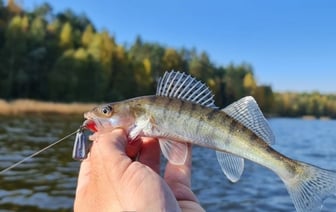 Какую рыбу нельзя будет ловить с 15 числа?