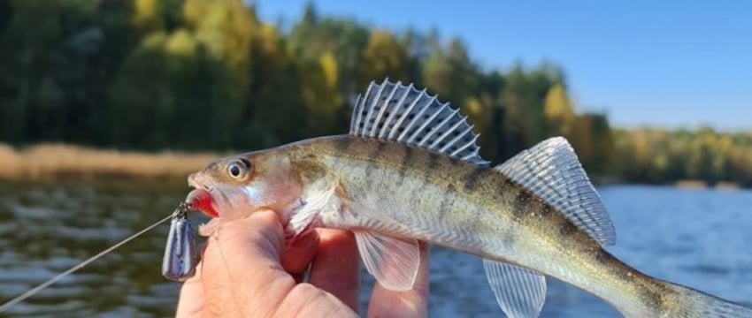 Какую рыбу нельзя будет ловить с 15 числа?