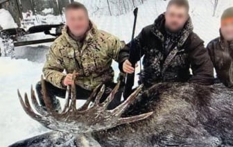 В МВД рассказали подробности истории охоты с вертолёта на медведя