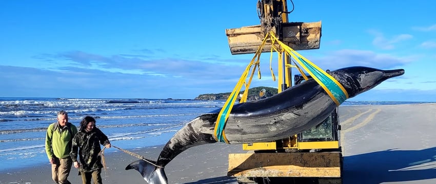 Самого редкого в мире кита выбросило на берег Новой Зеландии