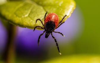 Увеличение случаев укусов клещей в Витебском районе