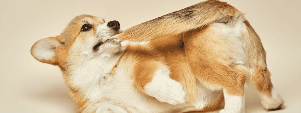 Почему собаки гоняются за своими хвостами? Оказывается, дело не только в скуке — Полезно